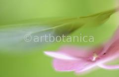 Hortensie-pink-Hydrangea-10