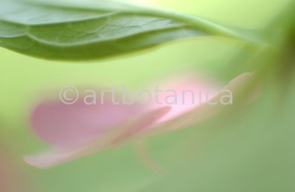 Hortensie-pink-Hydrangea-11