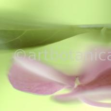 Hortensie-pink-Hydrangea-7