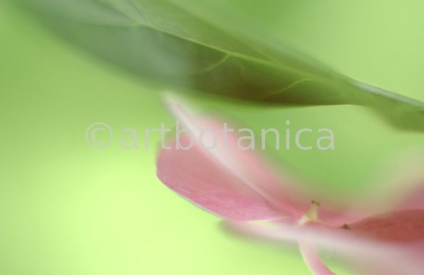 Hortensie-pink-Hydrangea-9
