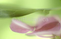 Hortensie-pink-Hydrangea-7