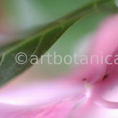 Hortensie-pink-Hydrangea-2