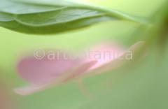 Hortensie-pink-Hydrangea-11