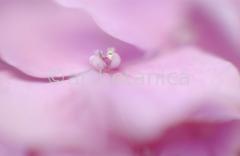 Hortensie-rosa--Hydrangea-6