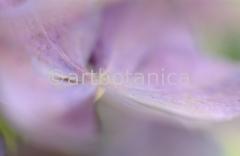 Hortensie-rosa--Hydrangea-5