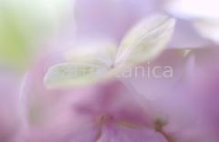 Hortensie-rosa--Hydrangea-4