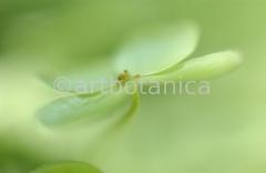 Hortensie-weiss-Hydrangea-28