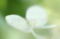 Hortensie-weiss-Hydrangea-6