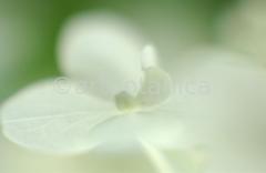 Hortensie-weiss-Hydrangea-3