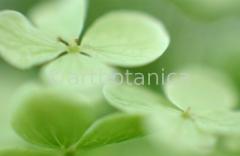 Hortensie-weiss-Hydrangea-29