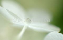 Hortensie-weiss-Hydrangea-7