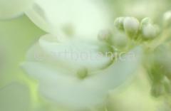 Hortensie-weiss-Hydrangea-4