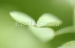 Hortensie-weiss-Hydrangea-27