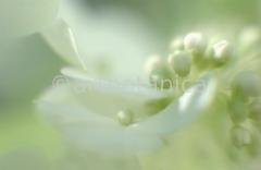 Hortensie-weiss-Hydrangea-5