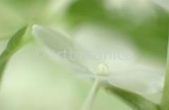 Hortensie-weiss-Hydrangea-9