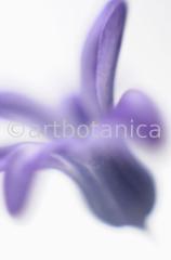 Hyazinthe-Hyacinthus-orientalis-8