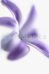 Hyazinthe-Hyacinthus-orientalis-5