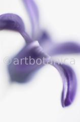 Hyazinthe-Hyacinthus-orientalis-2