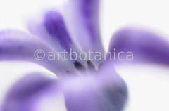 Hyazinthe-Hyacinthus-orientalis-11