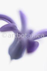 Hyazinthe-Hyacinthus-orientalis-9