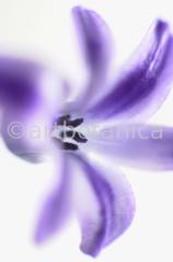 Hyazinthe-Hyacinthus-orientalis-3