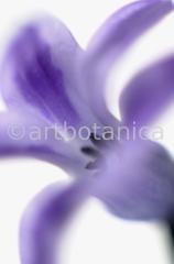 Hyazinthe-Hyacinthus-orientalis-6