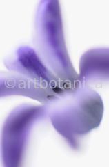 Hyazinthe-Hyacinthus-orientalis-7