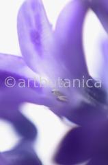 Hyazinthe-Hyacinthus-orientalis-10