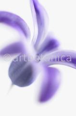 Hyazinthe-Hyacinthus-orientalis-4