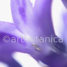 Hyazinthe-Hyacinthus-orientalis-10