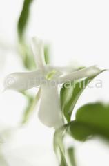 Jasmin-Jasminum-8