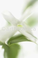 Jasmin-Jasminum-5