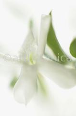 Jasmin-Jasminum-6