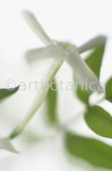 Jasmin-Jasminum-3
