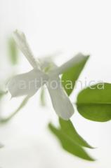 Jasmin-Jasminum-9