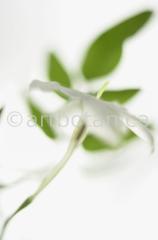 Jasmin-Jasminum-10