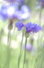 Kornblume-Centaurea-cyanus-26