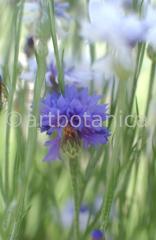 Kornblume-Centaurea-cyanus-28