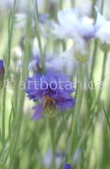 Kornblume-Centaurea-cyanus-27