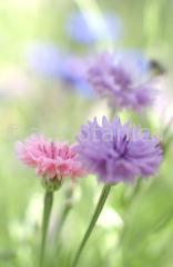 Kornblume-Centaurea-cyanus-23