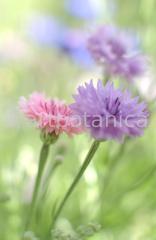 Kornblume-Centaurea-cyanus-22