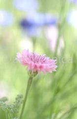 Kornblume-Centaurea-cyanus-25