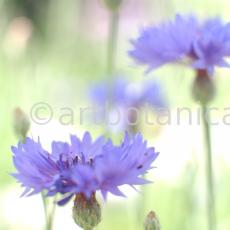 Kornblume-Centaurea-cyanus-21
