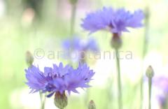 Kornblume-Centaurea-cyanus-21