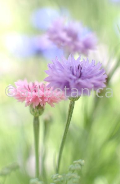 Kornblume-Centaurea-cyanus-24