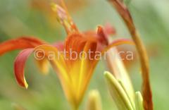 Lilie-orange-Lilia-20