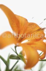 Lilie-orange-Lilia-6