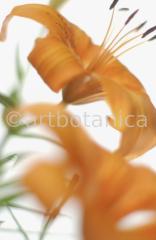 Lilie-orange-Lilia-9