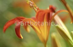 Lilie-orange-Lilia-21