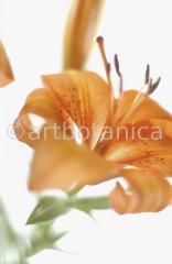 Lilie-orange-Lilia-8